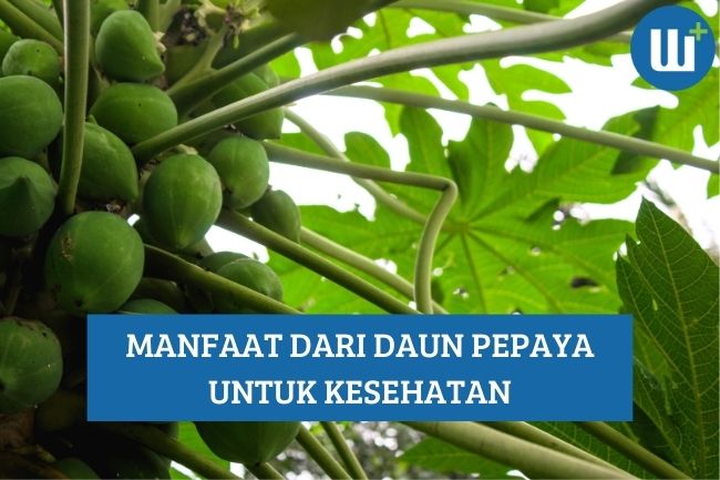 Ini Dia 8 Manfaat dari Daun Pepaya, Simak Yuk!